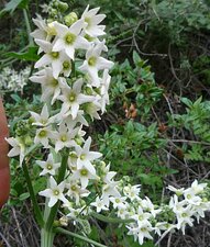 Marah macrocarpus flower